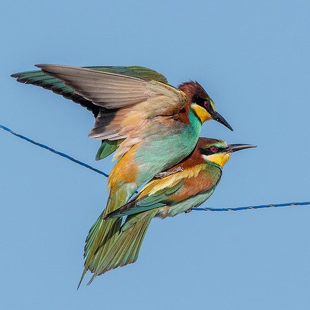 European bee eater