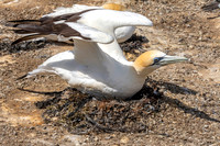 Southern, Australasian Gannet