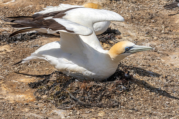 Southern, Australasian Gannet