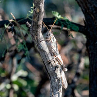 Grey bird grasshopper