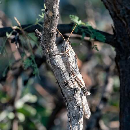 Grey bird grasshopper