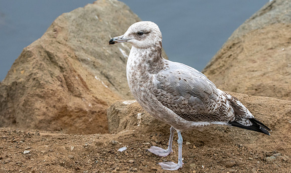 California gull