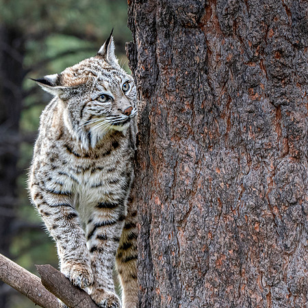 Bobcat