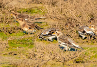 Snow buntings