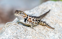Desert spiny lizard