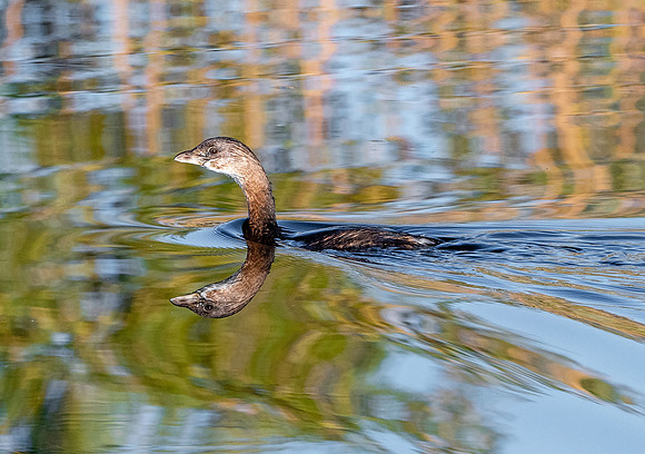 Pied billed grebe