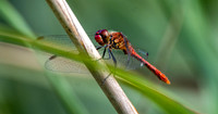 Ruddy darter