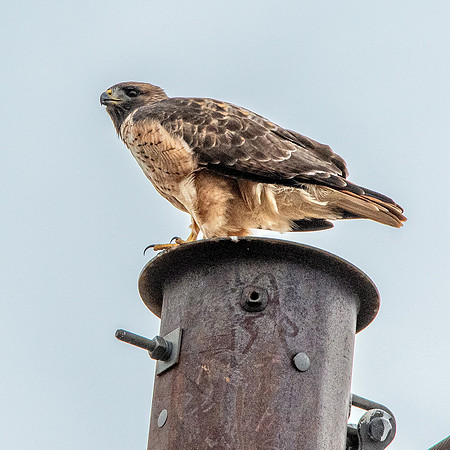 Red tailed hawk