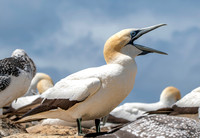 Southern, Australasian Gannet