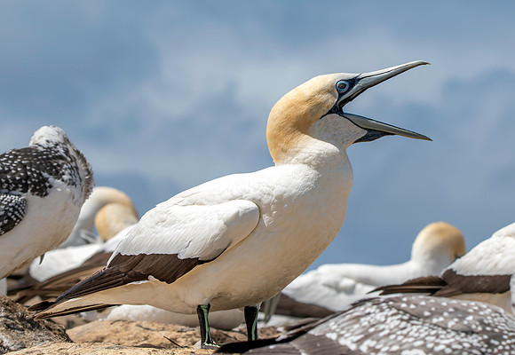 Southern, Australasian Gannet