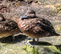 Brown teal / Pāteke