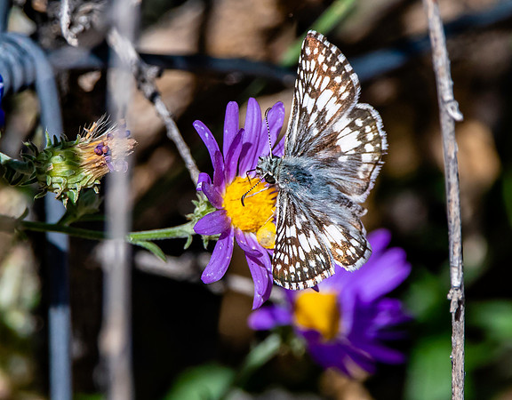 Chequered /checkered white
