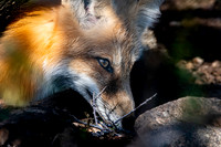 Red fox