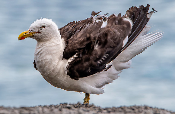 Kelp gull