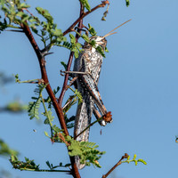 Grey bird grasshopper