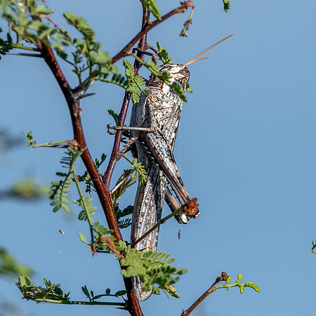 Grey bird grasshopper