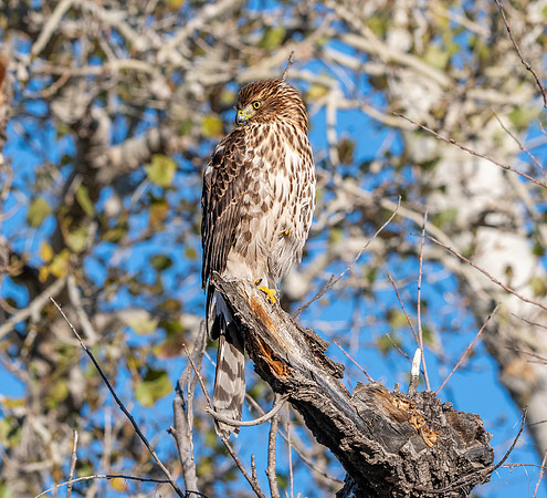 Cooper's hawk