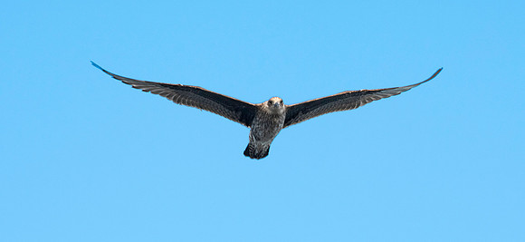 Kelp gull