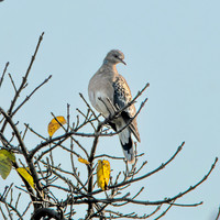 Oriental turtle dove