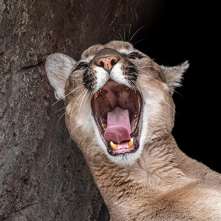 Mountain lion/ cougar/puma/panther