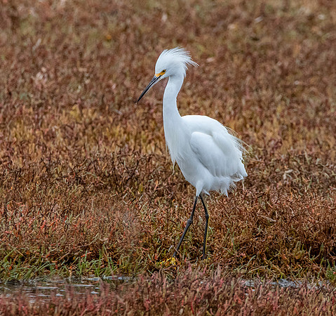 Snowy egret
