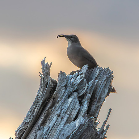 California thrasher