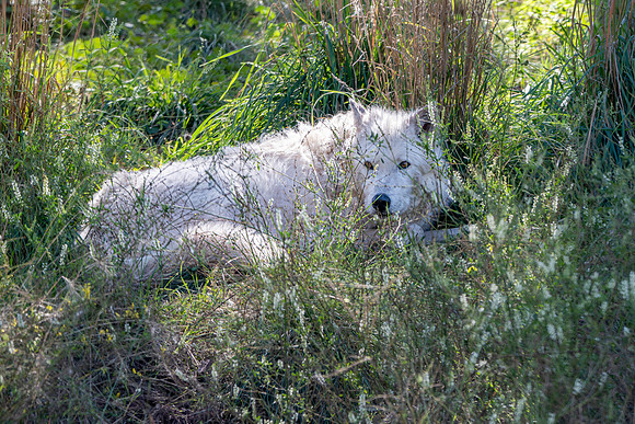Arctic / Tundra wolf