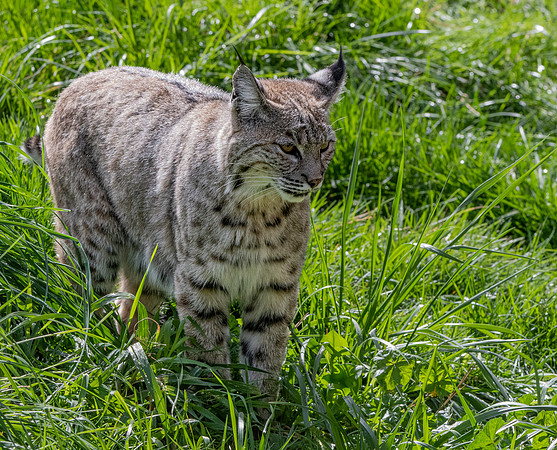 Bobcat
