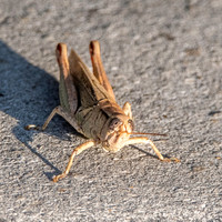 Yarrow's Spur-throat Grasshopper