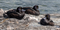 New Zealand scaup / pāpango