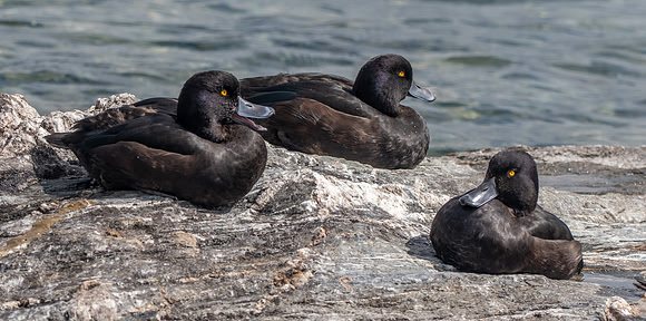 New Zealand scaup / pāpango