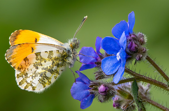 Orange Tip butterfly