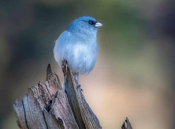 Dark eyed junco (grey headed)