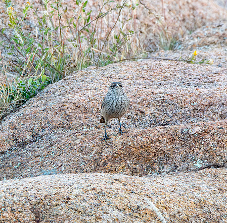 Rock wren
