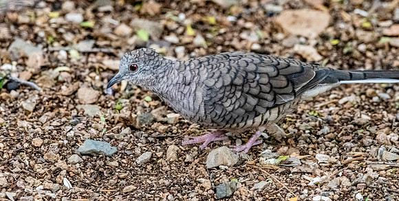 Inca Dove