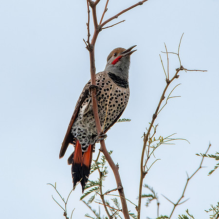 Northern flicker