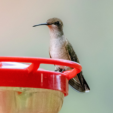 Ruby throated hummingbird
