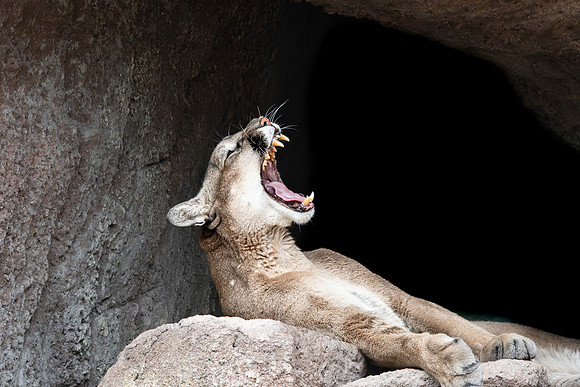 Mountain lion/ cougar/puma/panther