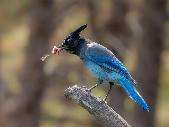 Steller's jay
