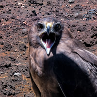 Swamp / Australasian harrier