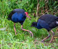 Australasian swamphen