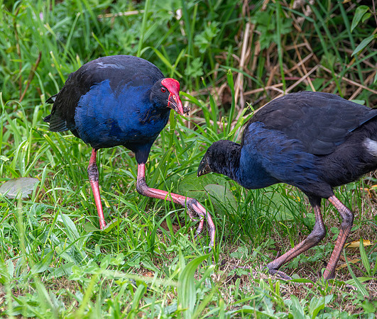 Australasian swamphen