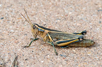Two-striped grasshopper