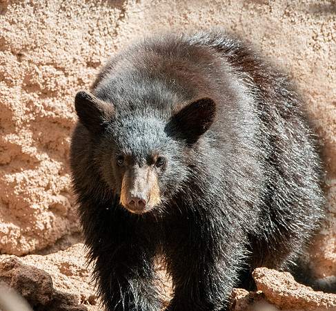 Black bear