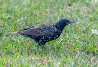 Taringi Starling