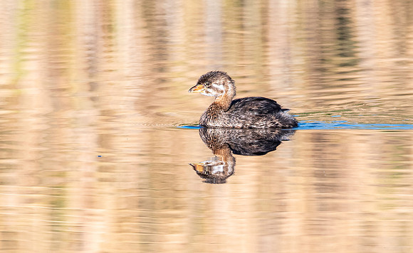 Pied billed grebe