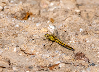 Black tailed skimmer female