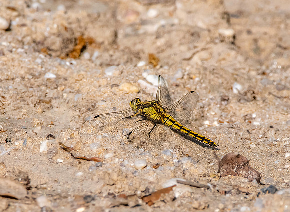 Black tailed skimmer female