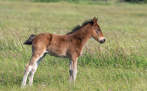 Foal