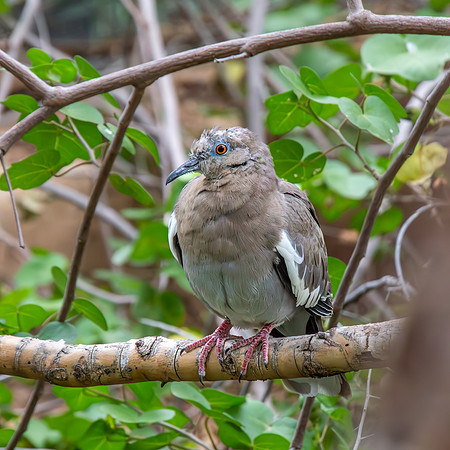 White winged dove